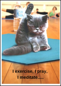 79. Yoga Cat Card. C07
