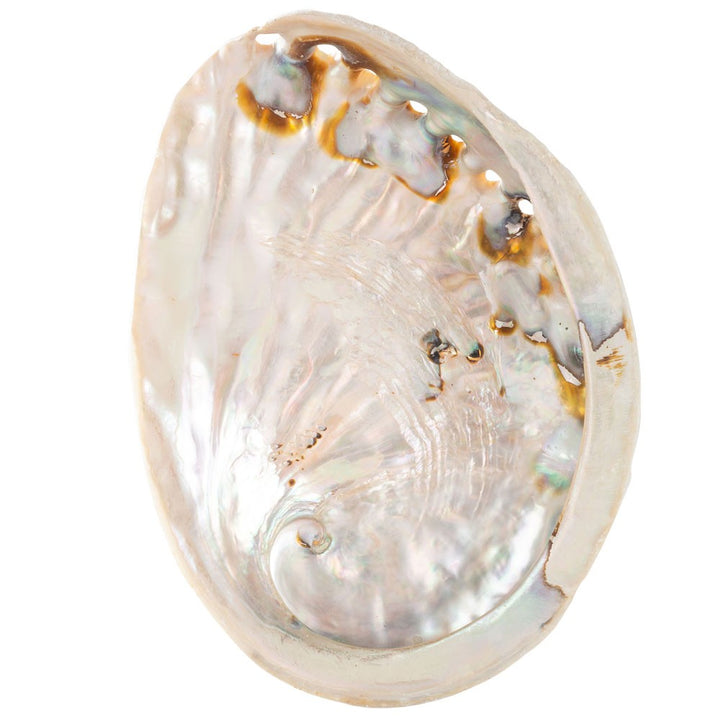G148. Abalone Shell