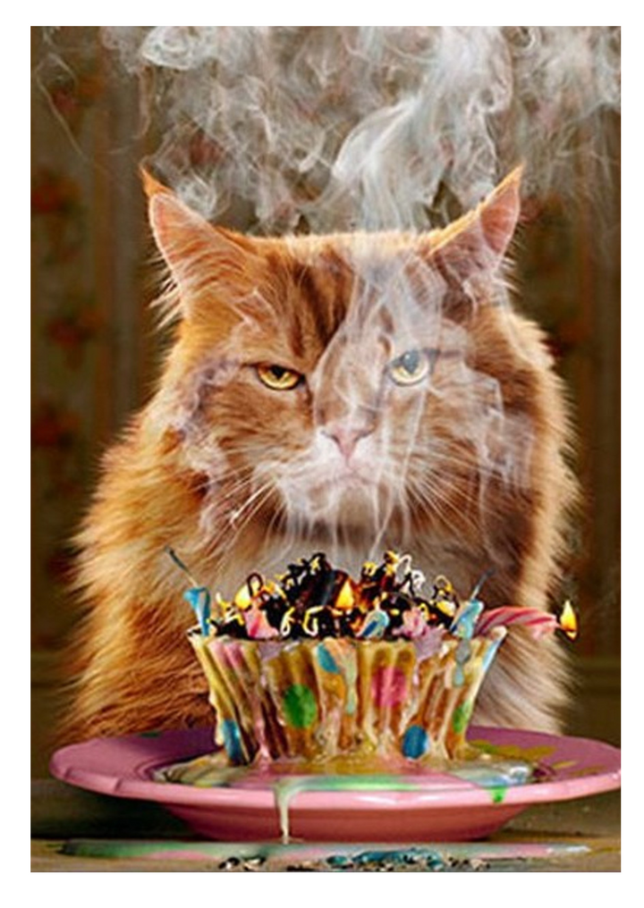 a107. Happy Birthday, Grumpy Cat. C15