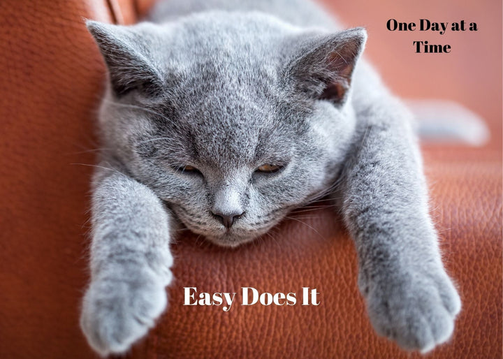 81. Easy Does It, Cat.  ODAT Card. C6 - Premium Cards from Choices - Just $2.95! Shop now at Choices Books & Gifts