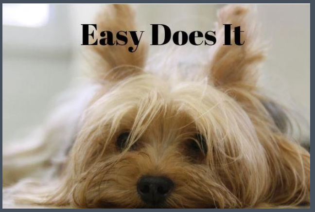 83. Easy Does it: Yorkie. C1 - Premium Cards from Choices - Just $2.95! Shop now at Choices Books & Gifts