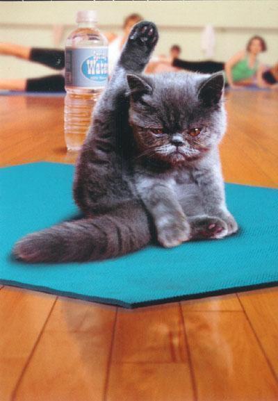 a127. Yoga Cat Card. D43 - Premium Cards from Choices - Just $2.95! Shop now at Choices Books & Gifts
